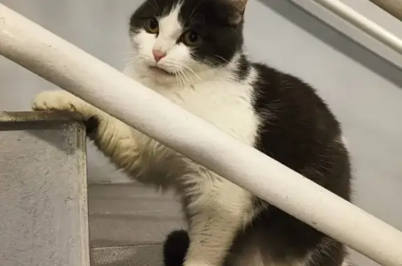 Chatte câline trouvée à Rezé, non identifiée - photo