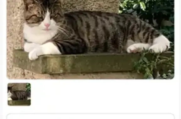 Animaux perdus Strasbourg, photo: Chat tigré perdu, Route de Schirmeck