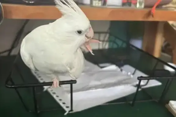 Lost Cockatiel: Friendly & Lov...