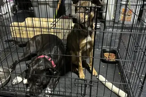 Found: 2 Friendly Dogs in San Antonio