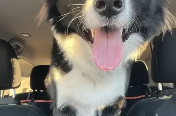 Young Border Collie Found in Scottsdale