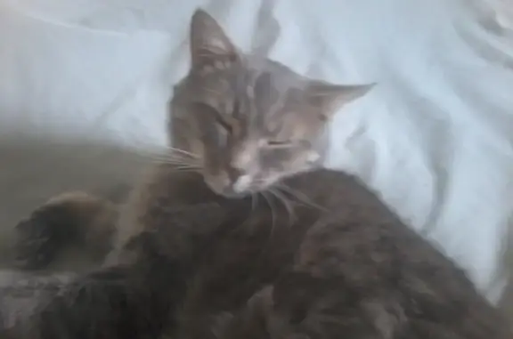 Animaux perdus Orvault, photo: Chat Gris Européen Perdu à Orvault