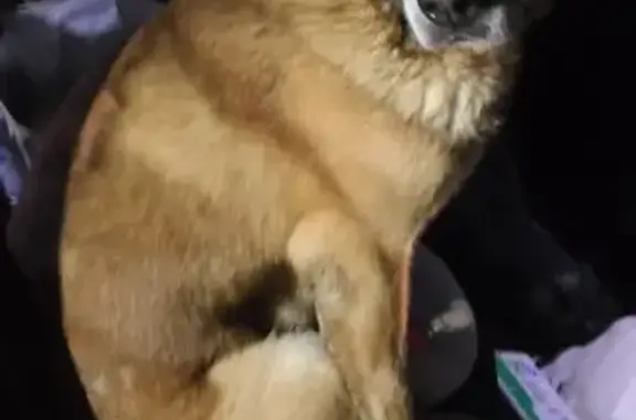 Deux chiens trouvés à Soissons-sur-Nacey - photo