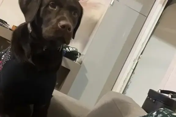 Chien perdu Toby, labrador chocolat - photo