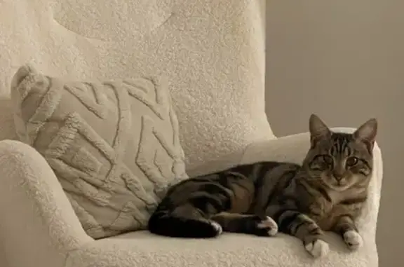 Animaux perdus , photo: Chat disparu à Radepont, contactez-nous