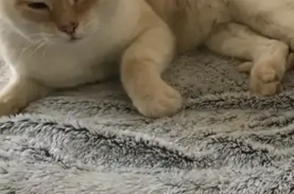 Animaux perdus Creissan, photo: Chat blanc 12 ans perdu Rue Marcellin Albert