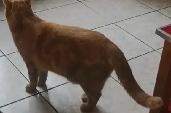Chat perdu, Saméon, photo: Chat tigré roux perdu à Saméon
