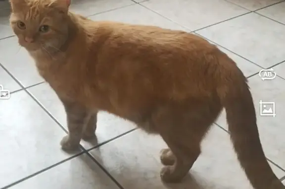 Chat perdu, Saméon, photo: Chat tigré roux perdu à Saméon