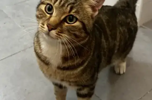 Chat trouvé près de Jourdain, Paris 19e - photo