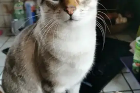 Chat disparu à Doussard, yeux bleus - photo