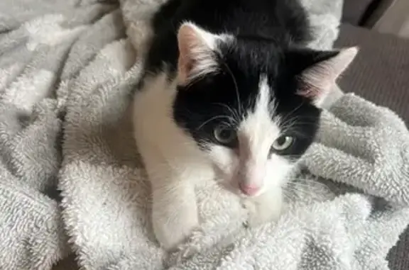 Chaton trouvé à Évian, en sécurité chez moi - photo