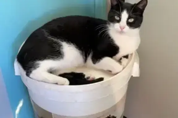 Animaux perdus , photo: Chat disparue à Denting : Rallye sociable