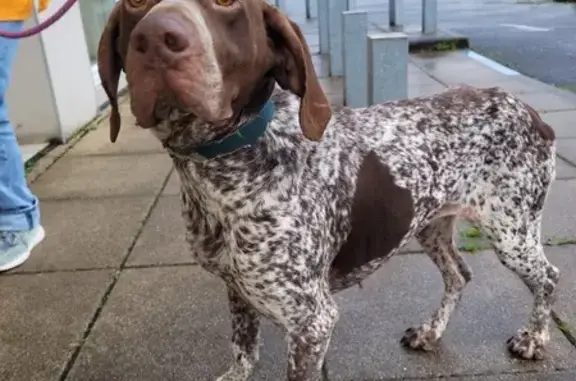 Chien trouvé Blanquefort, photo: Jeune Braque trouvé, collier bleu, Blanquefort