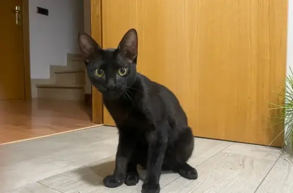 ¡Ayuda! Gata Bastet perdida en Villareal