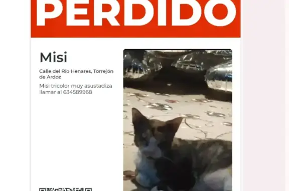 ¡Ayuda a encontrar a Misi, gata tricolor!