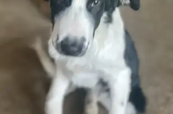 Lost Puppy: Aussie/Collie Mix in Columbus