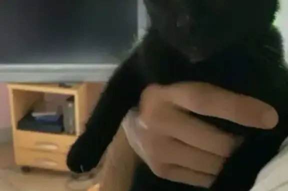 Animaux trouvés Neuvic, photo: Chatte noire trouvée, craintive à Neuvic