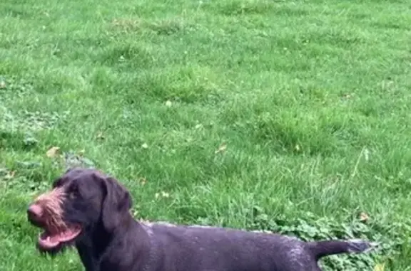 Chien perdu , photo : Drathar disparu ce matin à Clères
