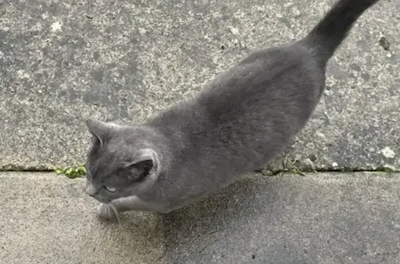 Chat trouvé , photo: Chat gris trouvé, probablement abandonné