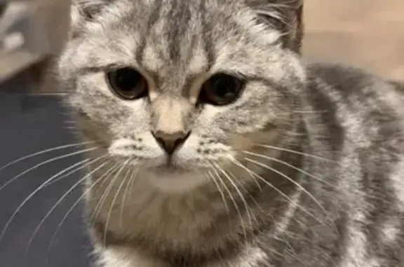 Chat perdu, Vénissieux, photo: Chaton perdu à Vénissieux, Rue du Château
