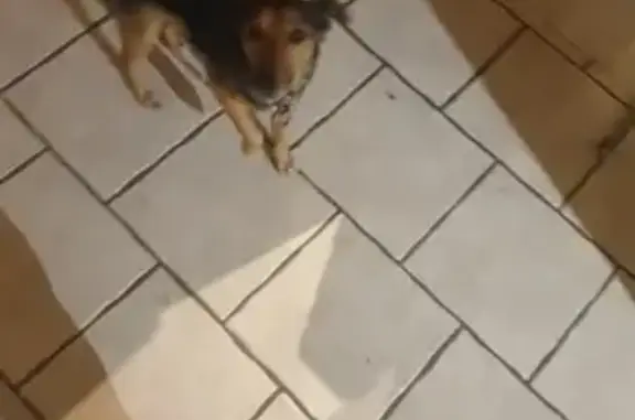 Chien trouvé à Sainte-Féréole - photo