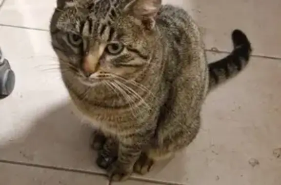Chat tigré blessé trouvé à Montlouis - photo