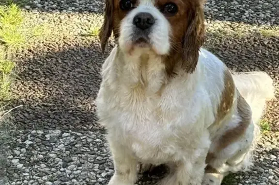 Chien Cavalier King Charles perdu Montfermeil - photo