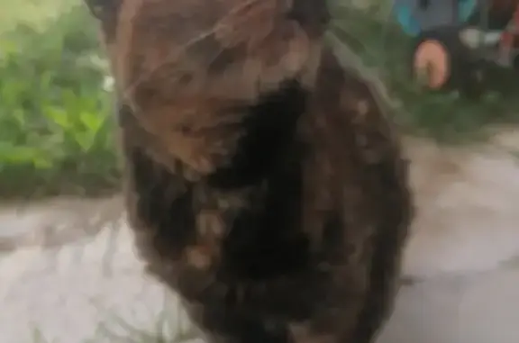 Chat trouvé à Availles-en-Châtellerault - photo