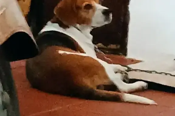 Perro Perdido: Cruce Beagle en Alcalá