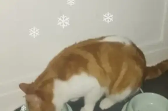 Animaux perdus Alfortville, photo: Chat perdu près de la gare, Alfortville