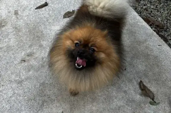 Chien perdu Vertou, photo : Deux spitz marron perdus à Vertou