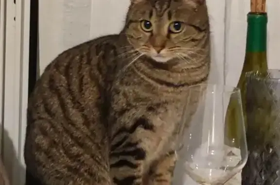 Chat perdu, Limoges, photo: Chatte grise perdue, Rue des Horticulteurs