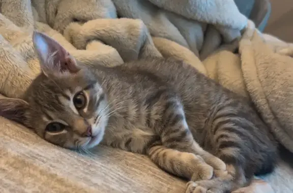 Lost Kitten: Gray, Female, 4 Months Old