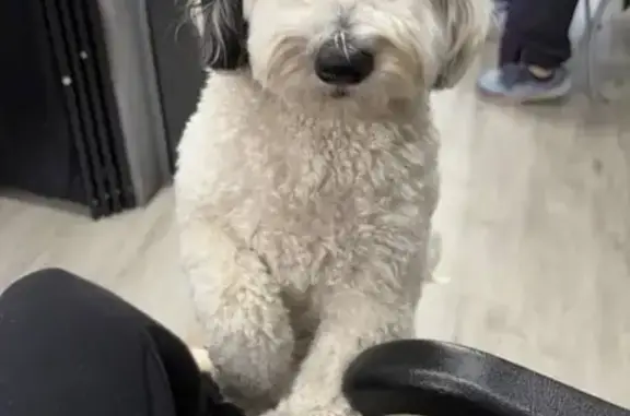 Lost Mini Bernedoodle in Melrose Park