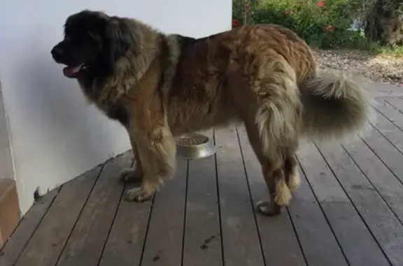 Chien perdu Ascain, photo : Trois chiens perdus lors d'une tempête