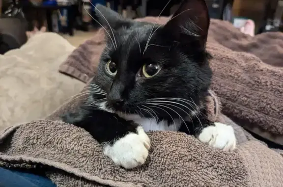 Friendly Cat Found at I-71 Rest Stop, OH