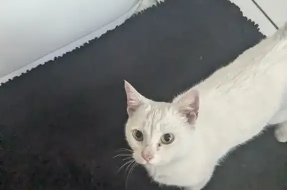 Found: Friendly White Cat on Hayden Ave