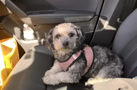 Lost Maltipoo in Pembroke Pines Area