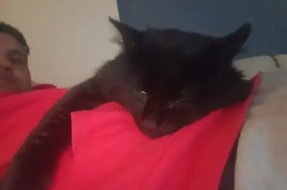 Lost Black Cat in Melbourne - Call Now!