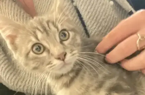 Chaton gris disparu à Castres, secteur Rosé - photo