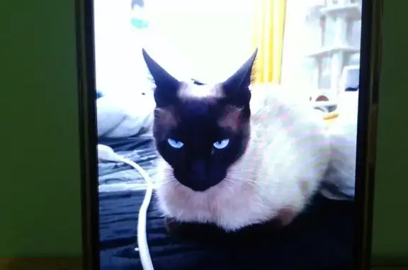 Animaux perdus Aubagne, photo: Chat perdu, type siamois, yeux bleus, Aubagne