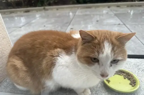 Chat trouvé , photo: Chat roux et blanc trouvé à Anjoutey