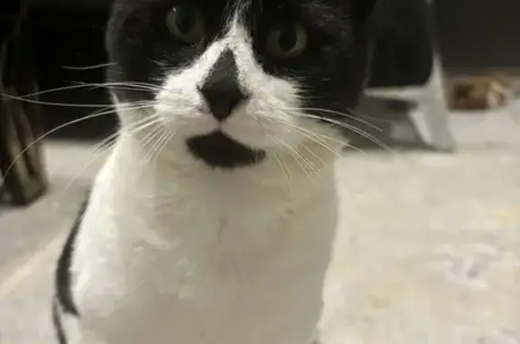 Animaux perdus Châteauroux, photo: Chat noir et blanc perdu à Châteauroux