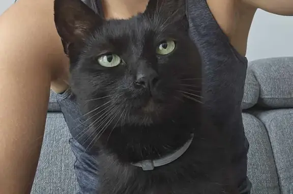 Chat noir perdu à Dole depuis le 6 déc. - photo