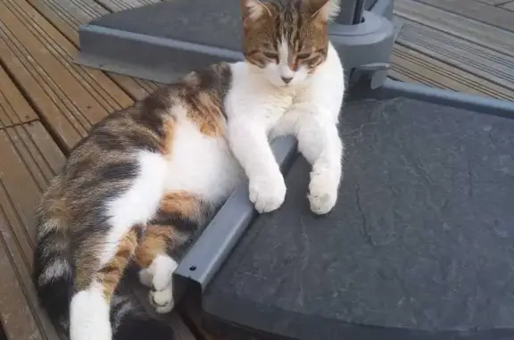 Chat perdu à Liffré : Aidez à le retrouver - photo