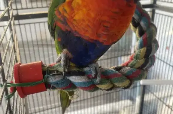 Lost Rainbow Lorikeet: Responds to 'Pickle'