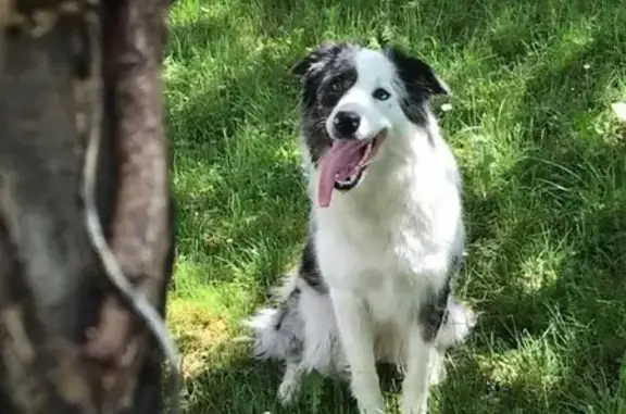 Animaux perdus , photo: Chien perdu : femelle border collie sociable