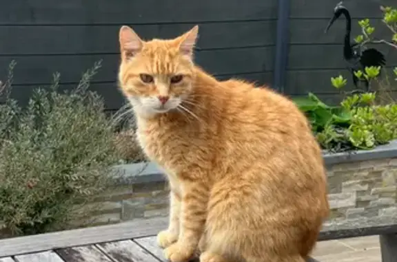 Chat perdu, Lanvallay, photo: Chat roux européen disparu à Lanvallay