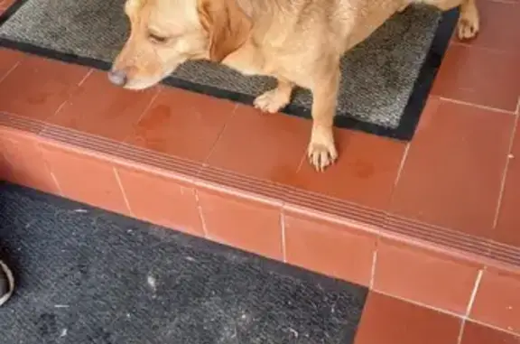 Chien roux mâle trouvé à Denain - photo