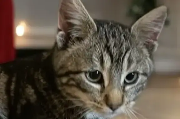 Animaux trouvés , photo: Chaton tigré sociable trouvé à Cormainville